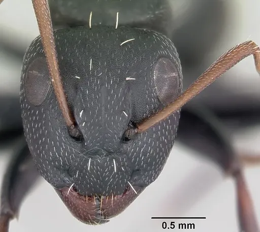 Camponotus grandidieri specimen CASENT0055919 image casent0055919_2