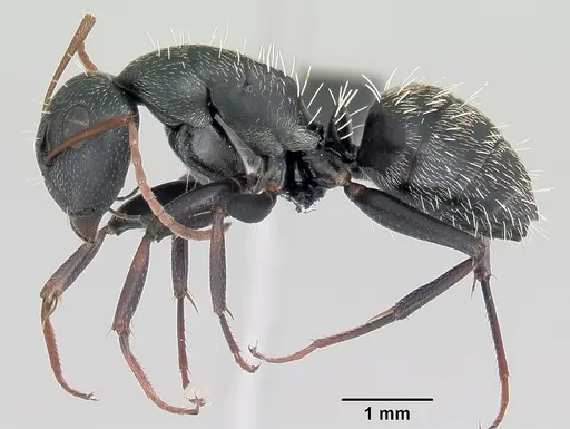 Camponotus grandidieri specimen CASENT0055919 image casent0055919_3
