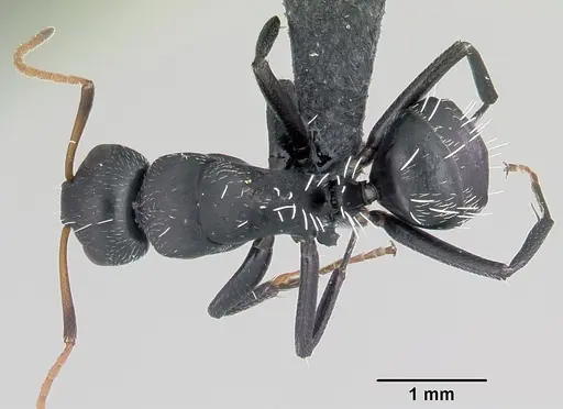 Camponotus grandidieri specimen CASENT0060136 image casent0060136_1