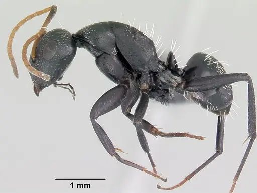 Camponotus grandidieri specimen CASENT0060136 image casent0060136_3