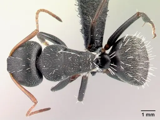 Camponotus grandidieri specimen CASENT0066758 image casent0066758_1