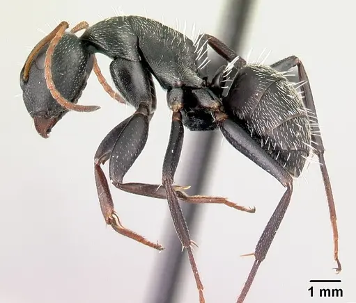 Camponotus grandidieri specimen CASENT0066758 image casent0066758_3