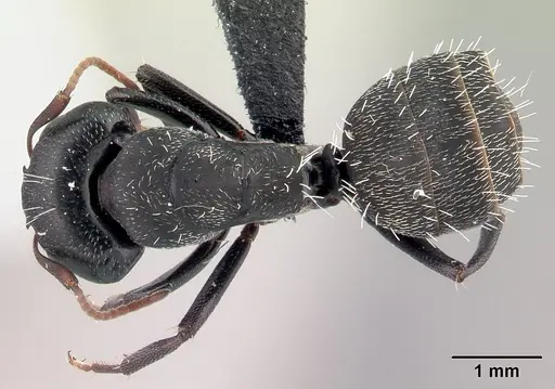 Camponotus grandidieri specimen CASENT0066759 image casent0066759_1