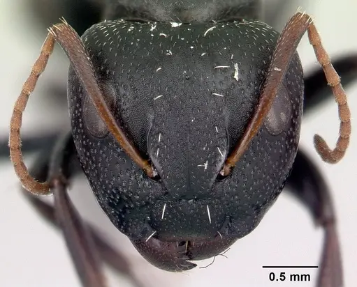 Camponotus grandidieri specimen CASENT0066759 image casent0066759_2