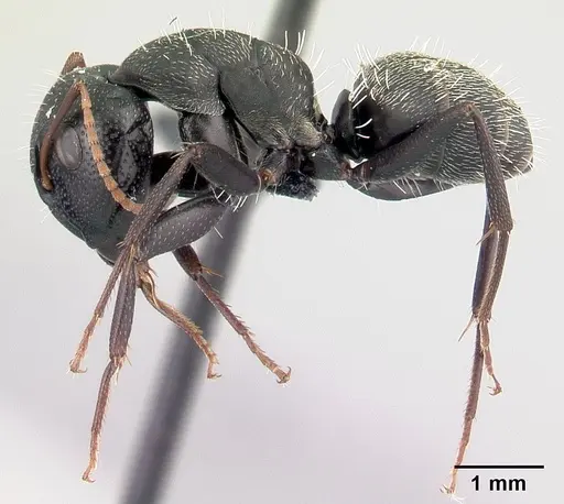 Camponotus grandidieri specimen CASENT0066759 image casent0066759_3