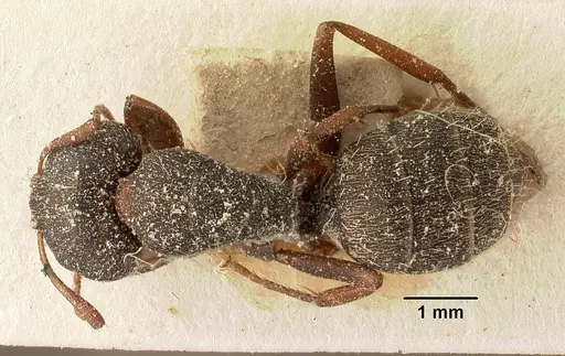 Camponotus grandidieri specimen CASENT0101120 image casent0101120_1
