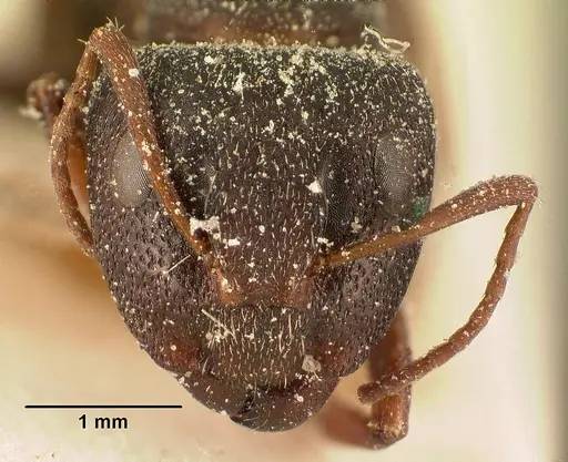 Camponotus grandidieri specimen CASENT0101120 image casent0101120_2