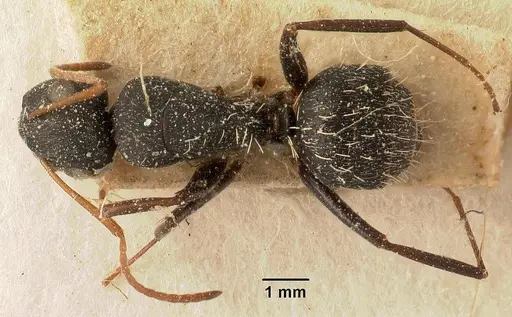 Camponotus grandidieri specimen CASENT0101121 image casent0101121_1