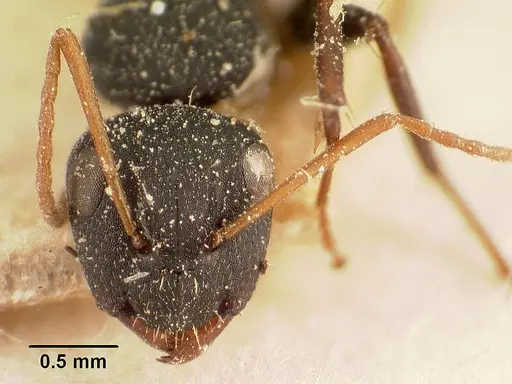 Camponotus grandidieri specimen CASENT0101121 image casent0101121_2