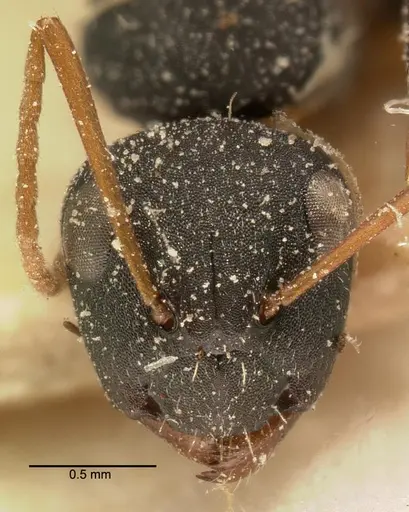 Camponotus grandidieri specimen CASENT0101121 image casent0101121_3
