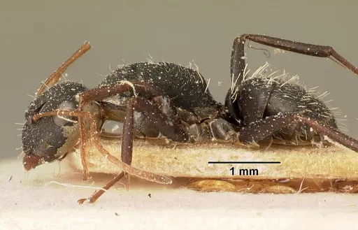 Camponotus grandidieri specimen CASENT0101121 image casent0101121_4