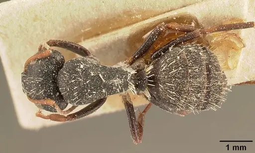 Camponotus grandidieri specimen CASENT0101122 image casent0101122_1