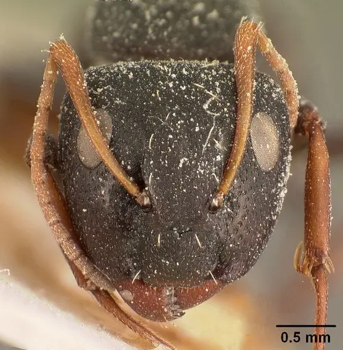 Camponotus grandidieri specimen CASENT0101122 image casent0101122_2