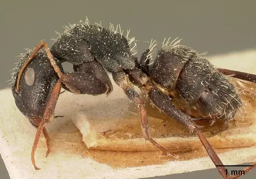 Camponotus grandidieri specimen CASENT0101122 image casent0101122_3