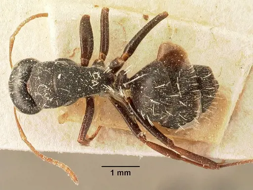 Camponotus grandidieri specimen CASENT0101123 image casent0101123_1
