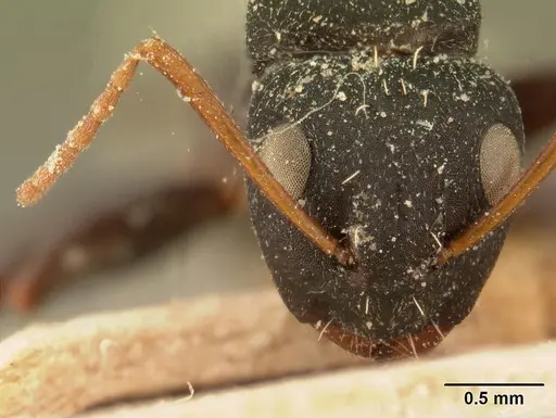 Camponotus grandidieri specimen CASENT0101123 image casent0101123_2