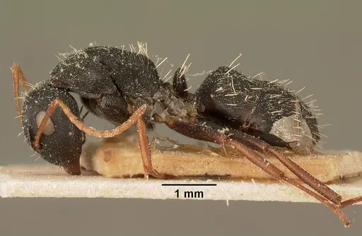 Camponotus grandidieri specimen CASENT0101123 image casent0101123_3