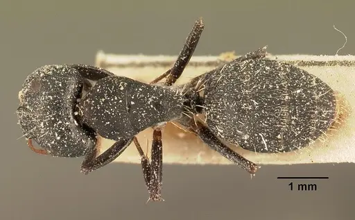 Camponotus grandidieri specimen CASENT0101124 image casent0101124_1