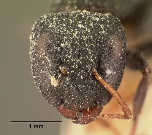 Camponotus grandidieri specimen CASENT0101124 image casent0101124_2