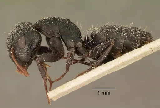 Camponotus grandidieri specimen CASENT0101124 image casent0101124_3