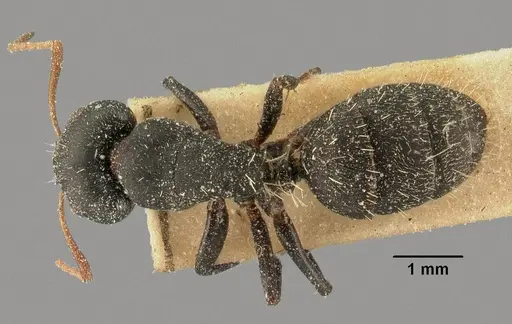 Camponotus grandidieri specimen CASENT0101125 image casent0101125_1