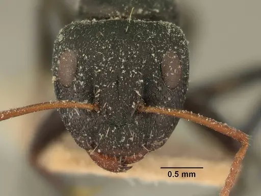Camponotus grandidieri specimen CASENT0101125 image casent0101125_2