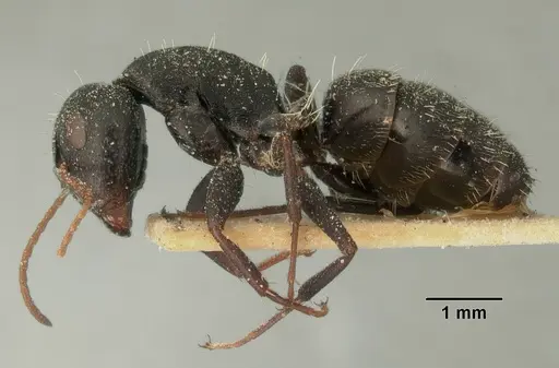 Camponotus grandidieri specimen CASENT0101125 image casent0101125_3