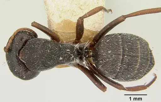 Camponotus grandidieri specimen CASENT0101368 image casent0101368_1