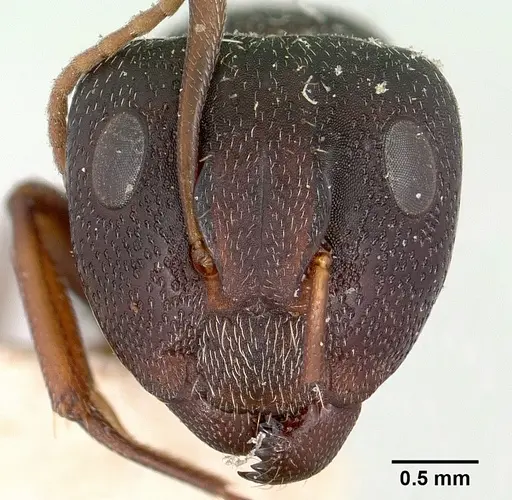 Camponotus grandidieri specimen CASENT0101368 image casent0101368_2