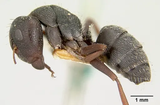 Camponotus grandidieri specimen CASENT0101368 image casent0101368_3