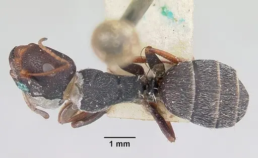 Camponotus grandidieri specimen CASENT0101369 image casent0101369_1
