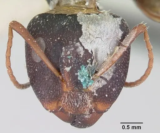 Camponotus grandidieri specimen CASENT0101369 image casent0101369_2