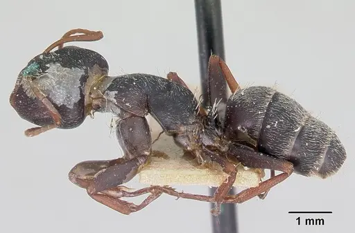 Camponotus grandidieri specimen CASENT0101369 image casent0101369_3