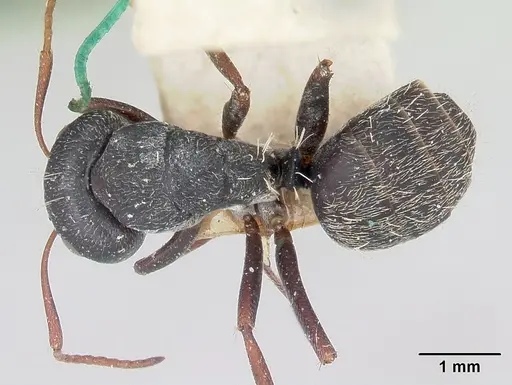 Camponotus grandidieri specimen CASENT0101370 image casent0101370_1