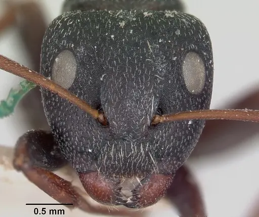 Camponotus grandidieri specimen CASENT0101370 image casent0101370_2