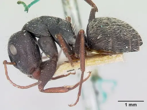Camponotus grandidieri specimen CASENT0101370 image casent0101370_3