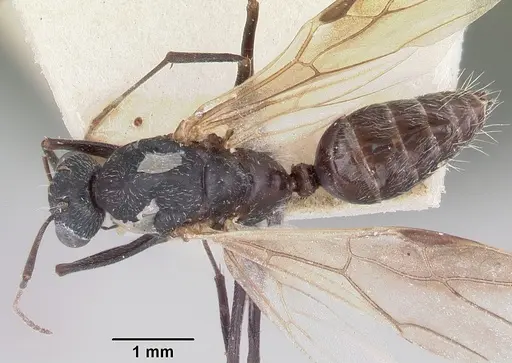 Camponotus grandidieri specimen CASENT0101371 image casent0101371_1