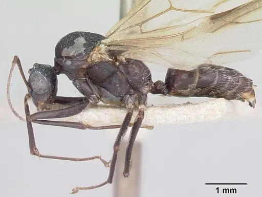 Camponotus grandidieri specimen CASENT0101371 image casent0101371_3
