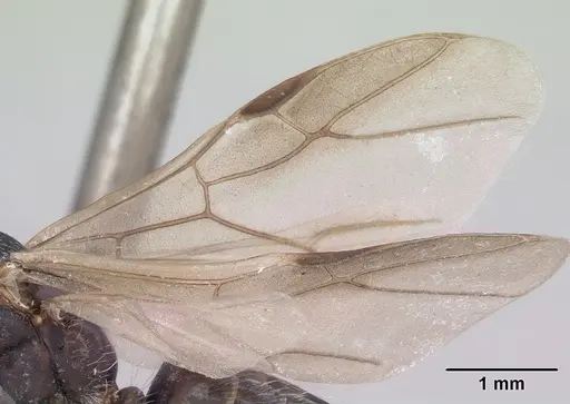 Camponotus grandidieri specimen CASENT0101371 image casent0101371_4