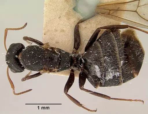 Camponotus grandidieri specimen CASENT0101372 image casent0101372_1