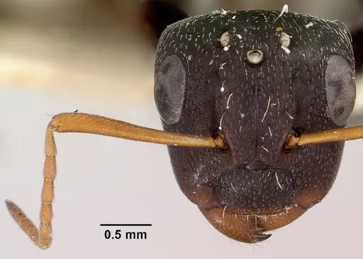 Camponotus grandidieri specimen CASENT0101372 image casent0101372_2