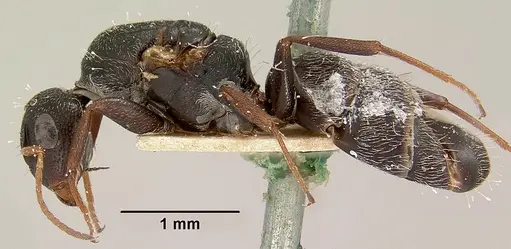 Camponotus grandidieri specimen CASENT0101372 image casent0101372_3