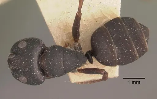 Camponotus grandidieri specimen CASENT0102451 image casent0102451_1