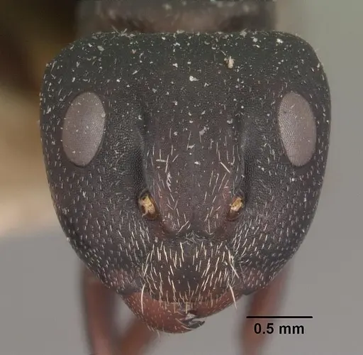 Camponotus grandidieri specimen CASENT0102451 image casent0102451_2