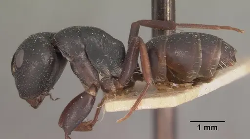 Camponotus grandidieri specimen CASENT0102451 image casent0102451_3