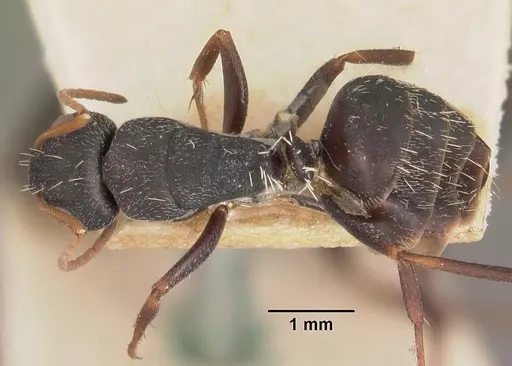 Camponotus grandidieri specimen CASENT0102452 image casent0102452_1