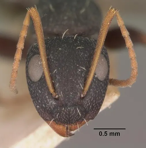 Camponotus grandidieri specimen CASENT0102452 image casent0102452_2
