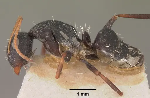 Camponotus grandidieri specimen CASENT0102452 image casent0102452_3