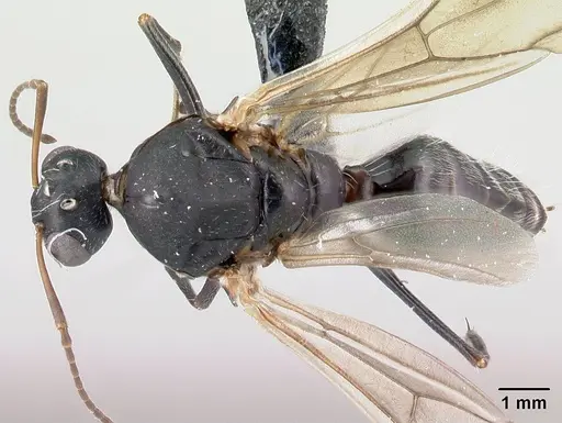 Camponotus grandidieri specimen CASENT0122282 image casent0122282_1