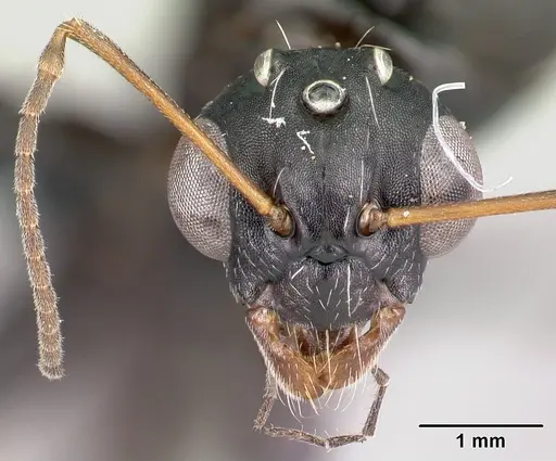 Camponotus grandidieri specimen CASENT0122282 image casent0122282_2
